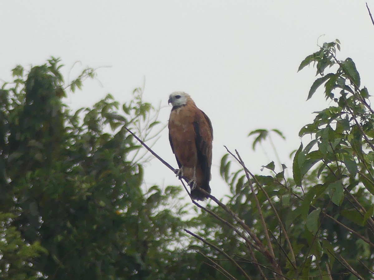 Black-collared Hawk - ML189207061