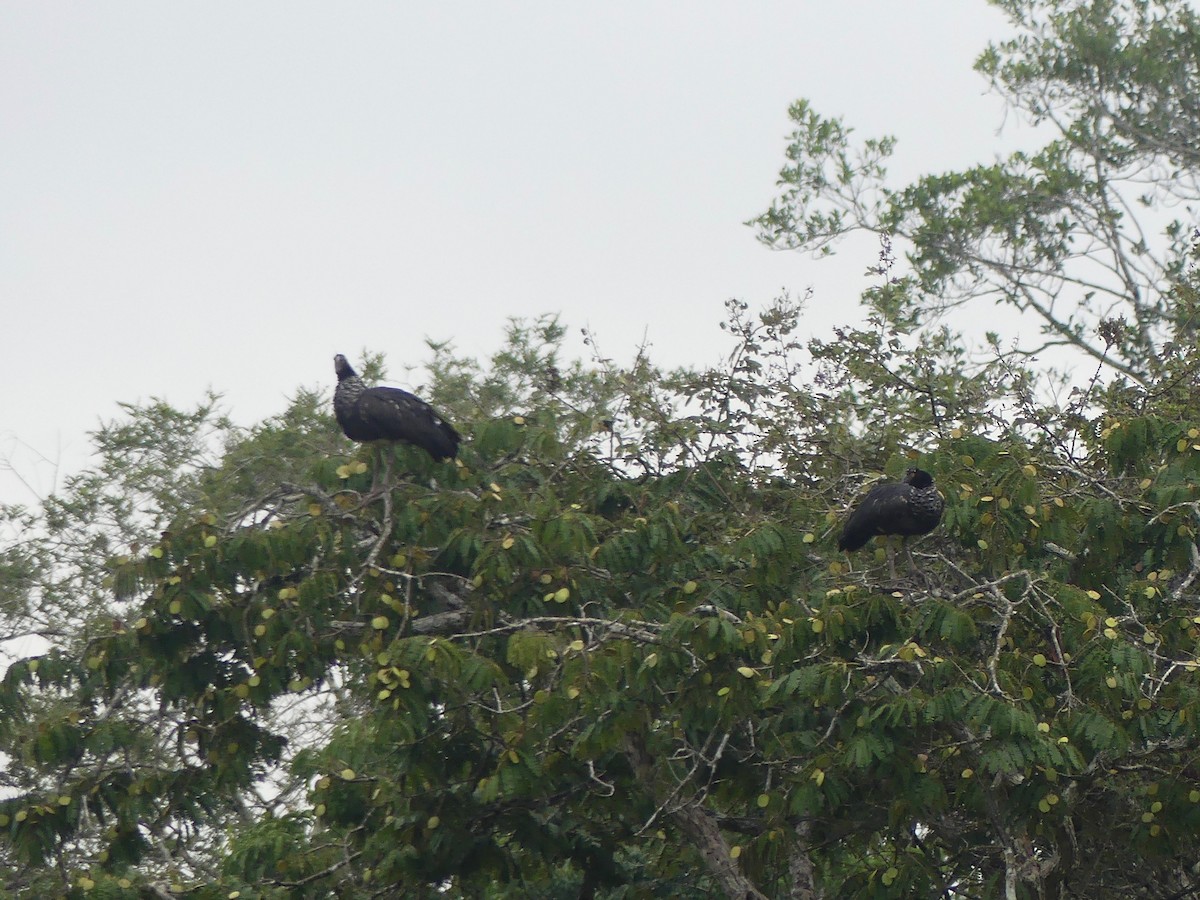 Hornwehrvogel - ML189207241