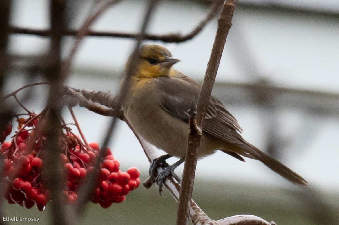 Bullock's Oriole - ML189208331