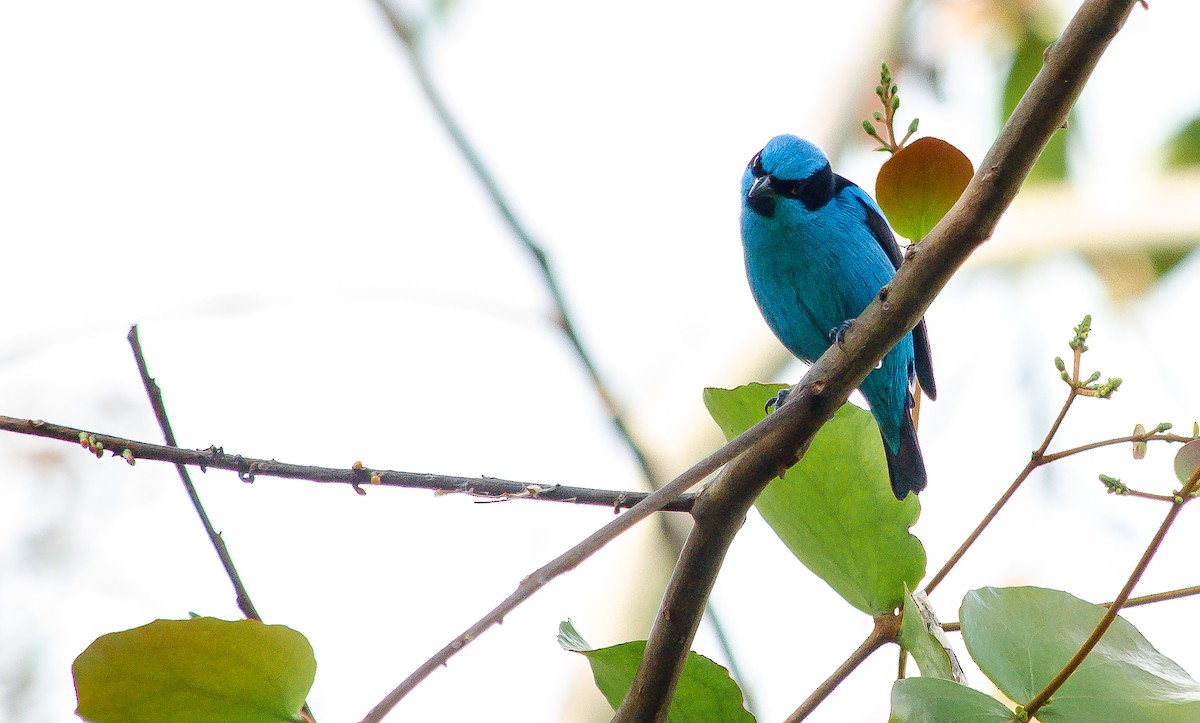 Turquoise Dacnis - ML189209561