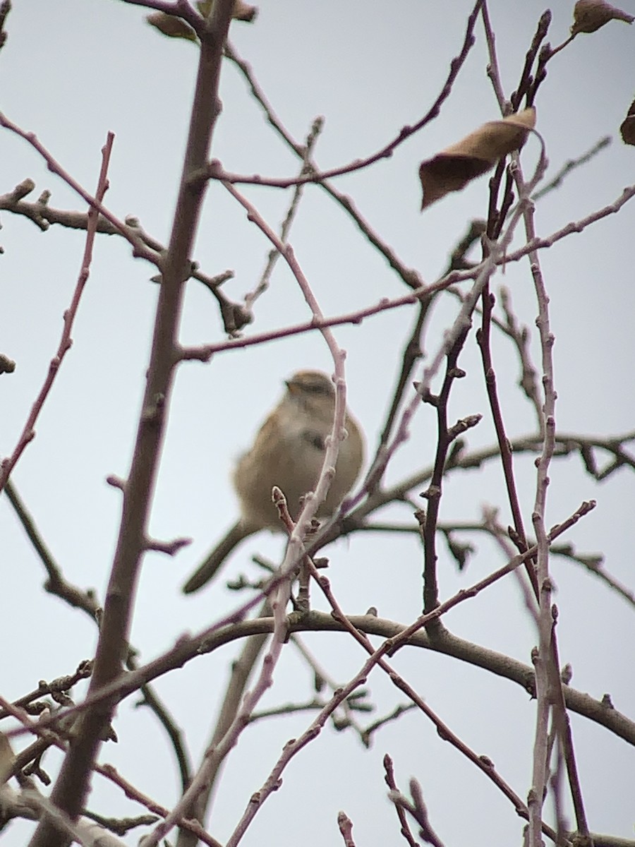 American Tree Sparrow - ML189210631