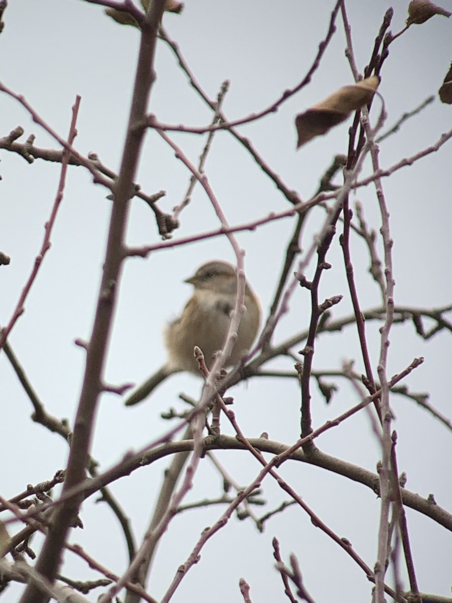 American Tree Sparrow - ML189210641