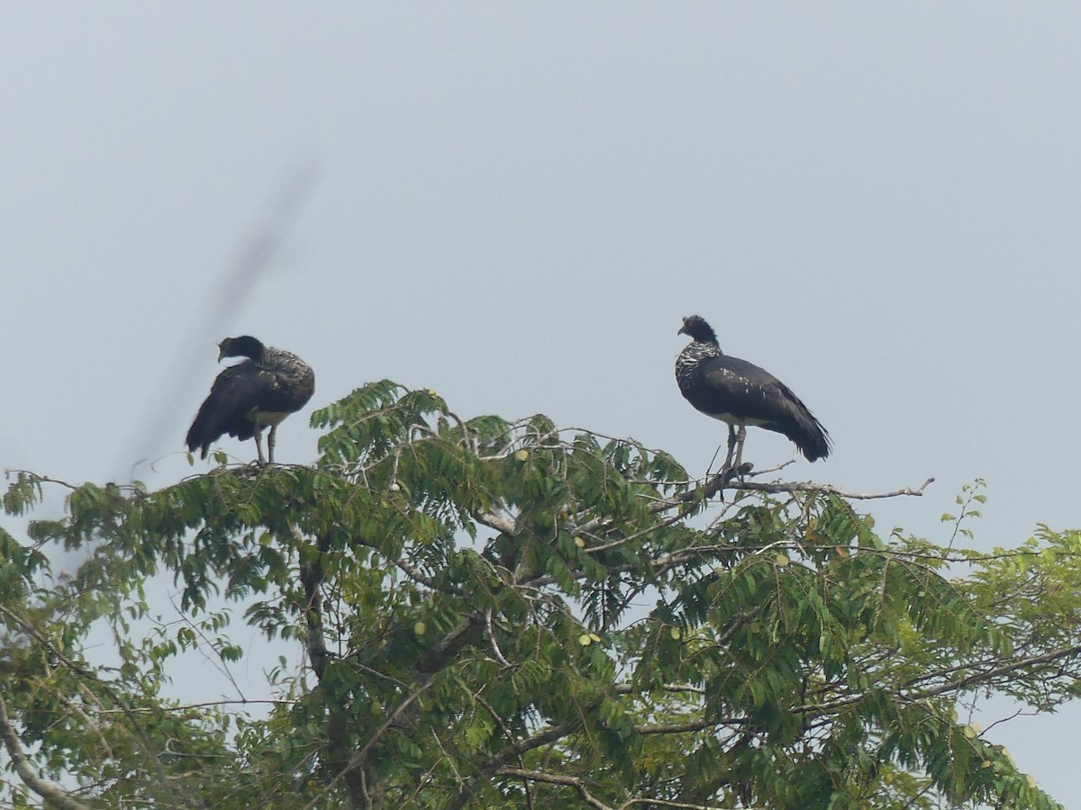 Horned Screamer - ML189210651