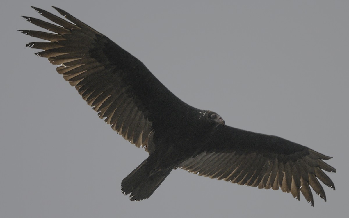 Turkey Vulture - ML189212221