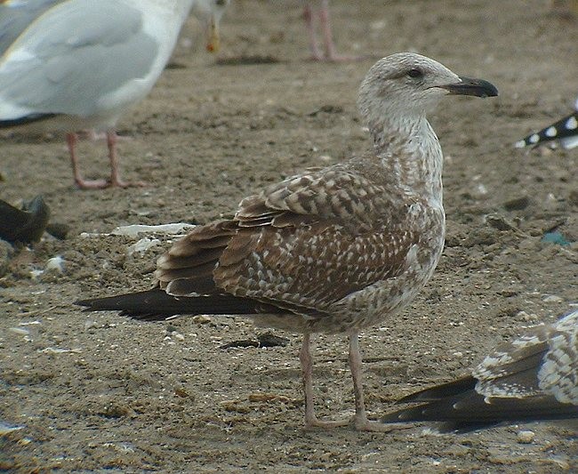 Yellow-legged Gull - ML189213951