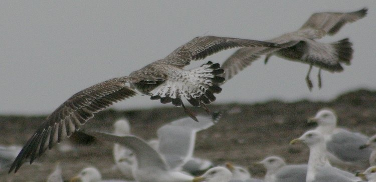 Gaviota Patiamarilla - ML189214021