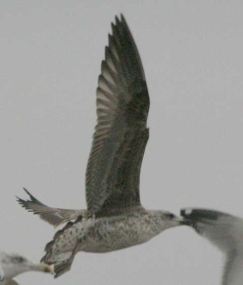 Gaviota Patiamarilla - ML189214121