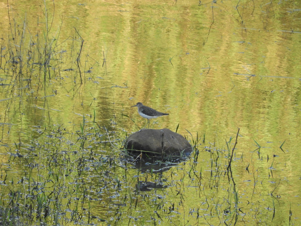 Solitary Sandpiper - ML189216421