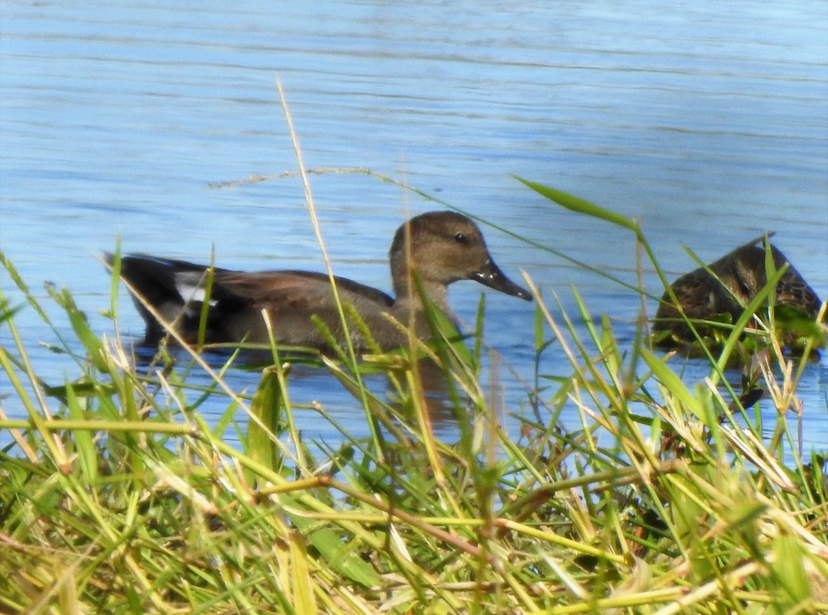 Gadwall - ML189216631