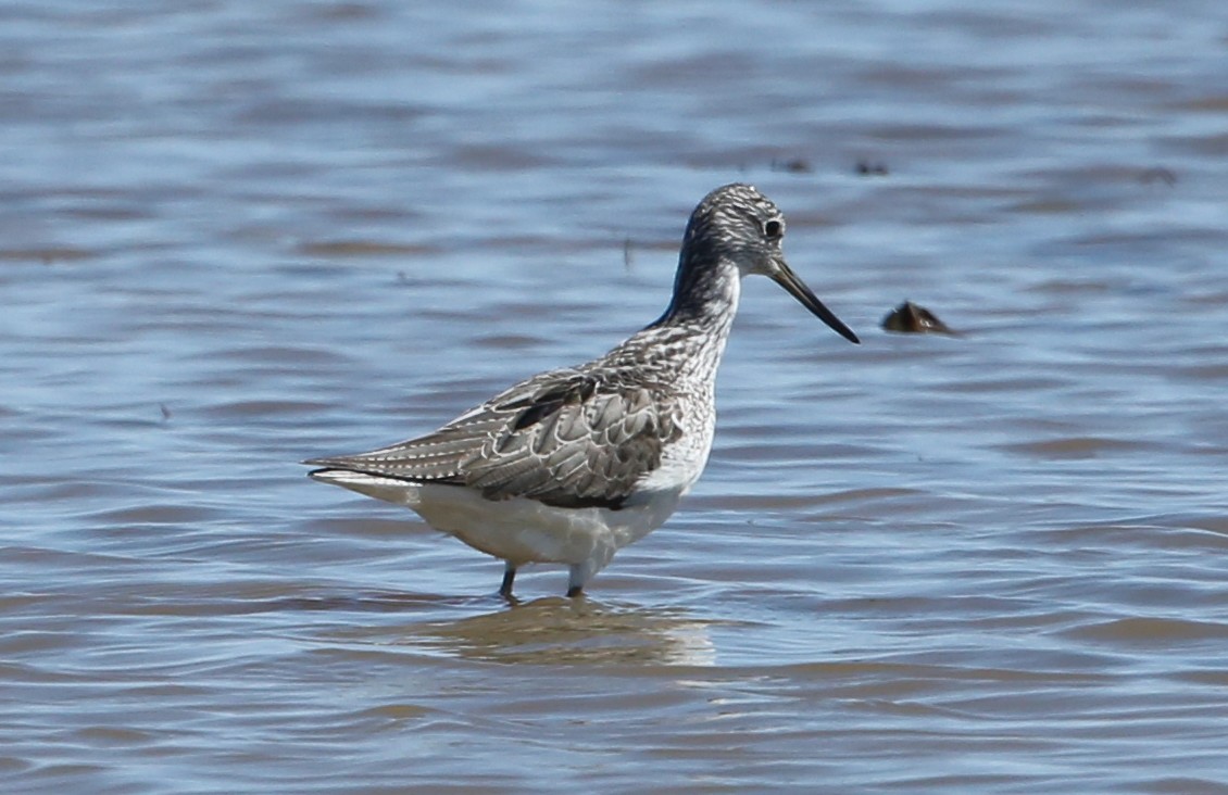 Common Greenshank - ML189216721