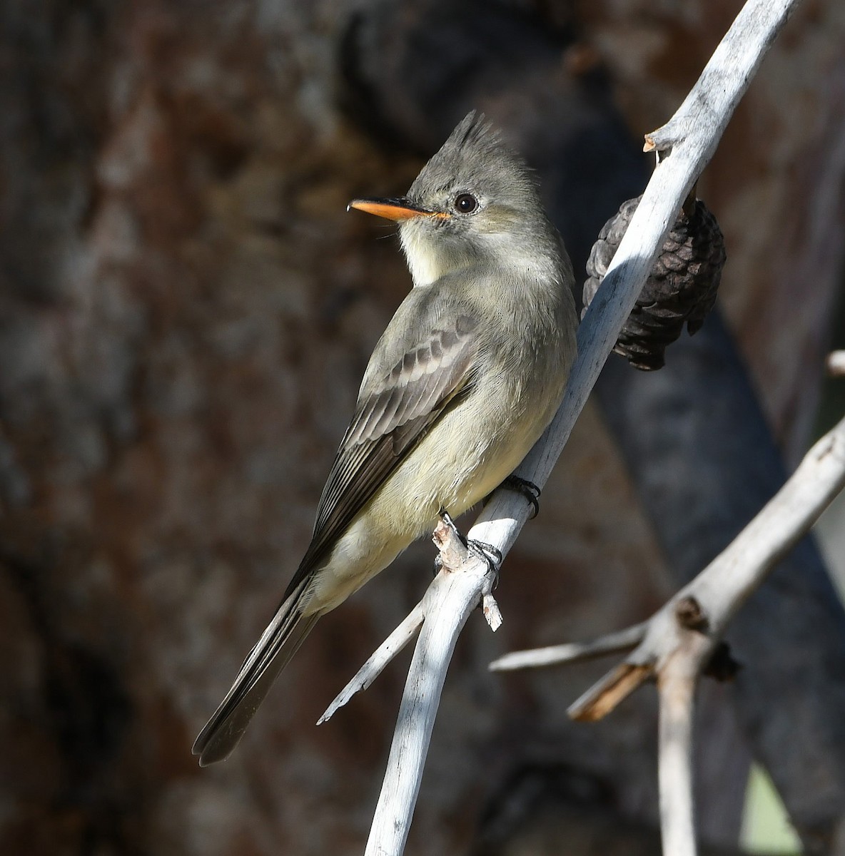 Greater Pewee - ML189217221