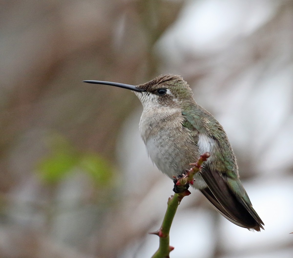 Black-chinned Hummingbird - Harvey  Tomlinson