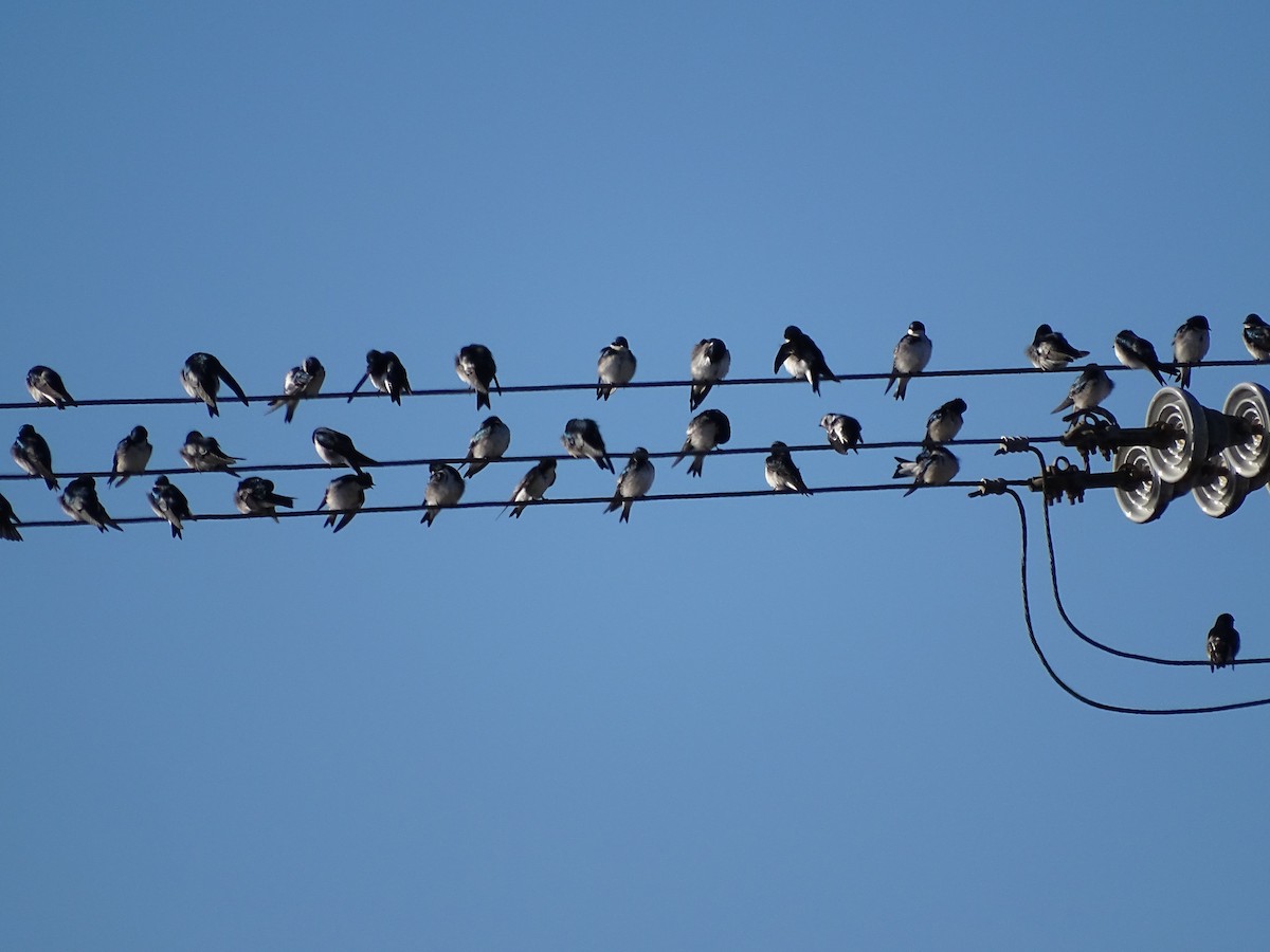 Tree Swallow - Ray Dunkelberg