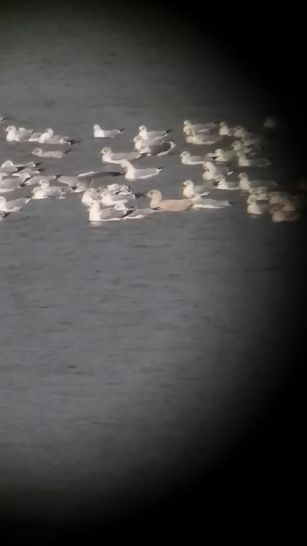 Iceland Gull - ML189219501