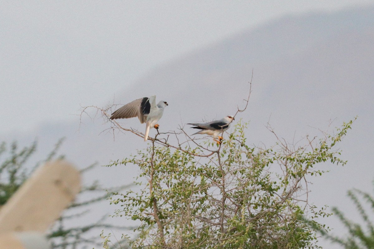 Black-winged Kite (Asian) - ML189221731