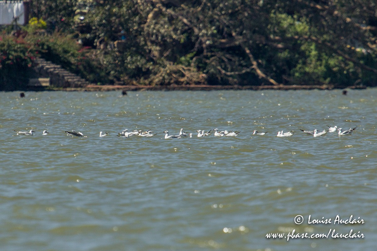 Black-headed Gull - ML189221841