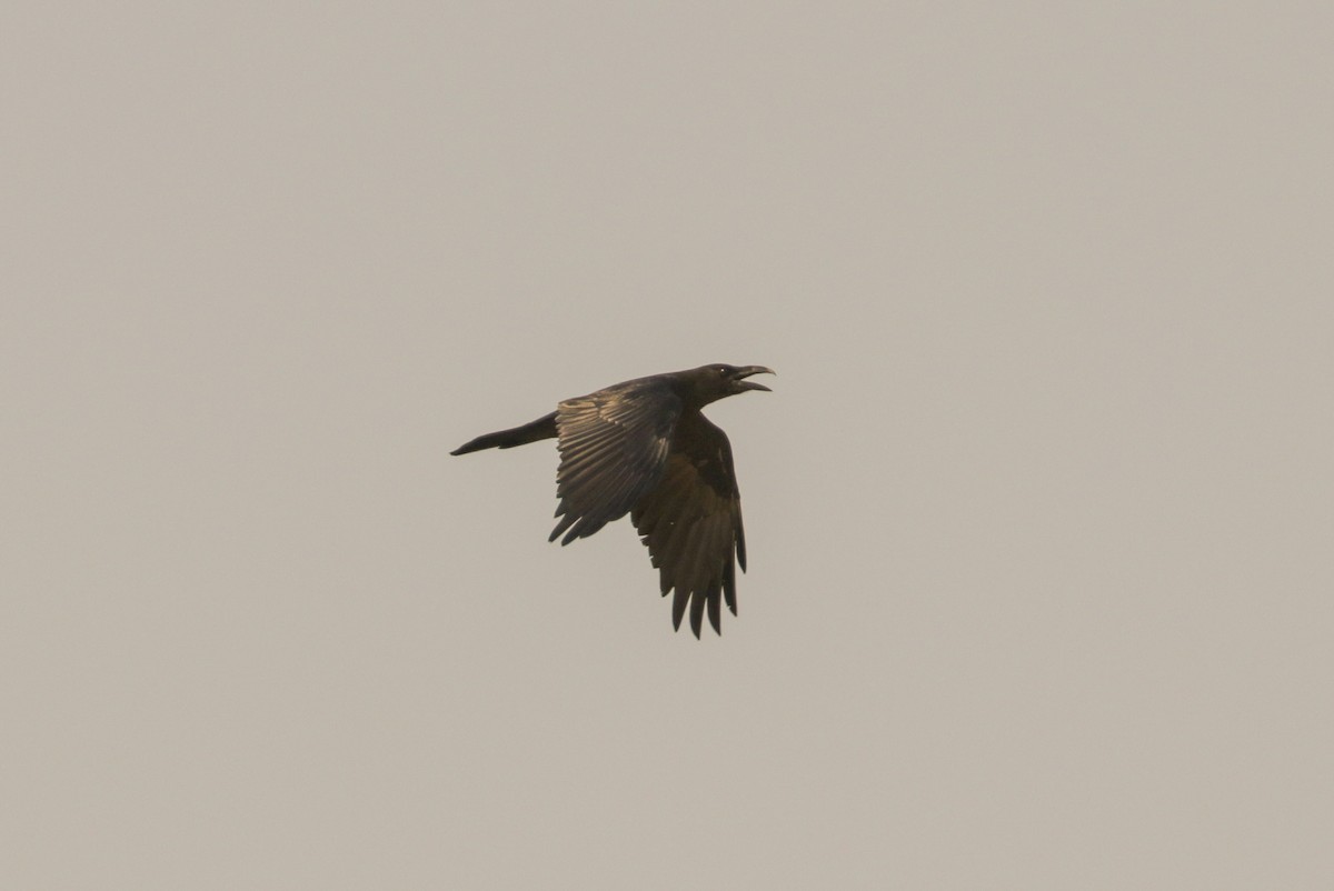 Brown-necked Raven - Tommy Pedersen