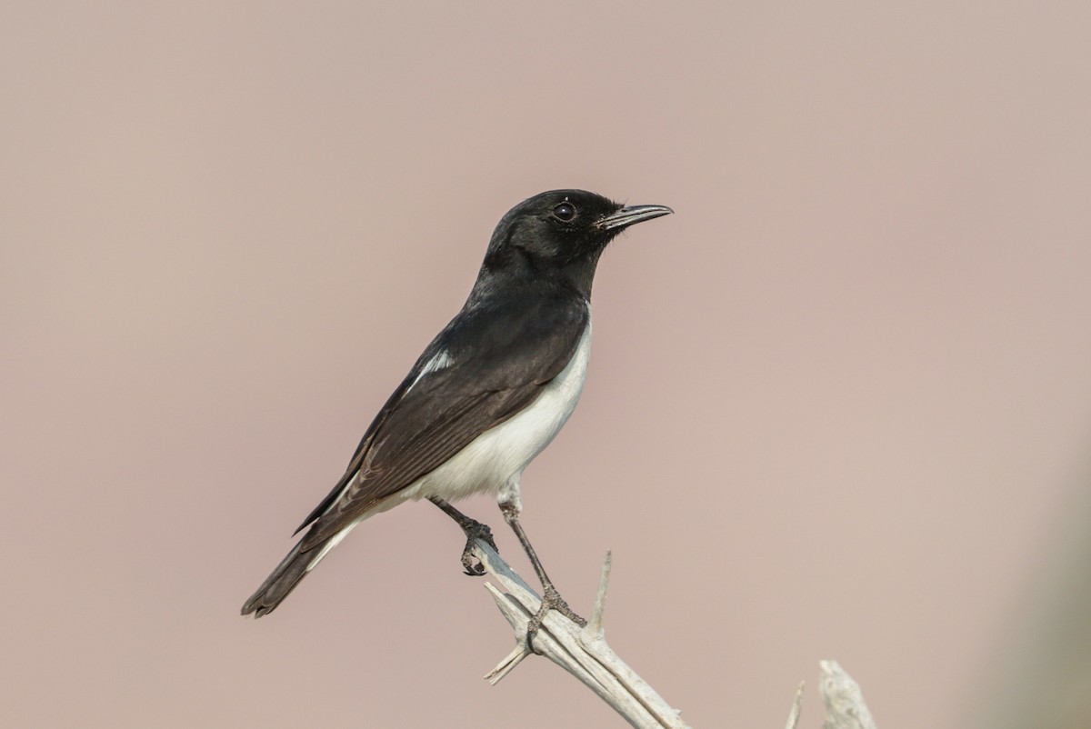 Hume's Wheatear - Tommy Pedersen