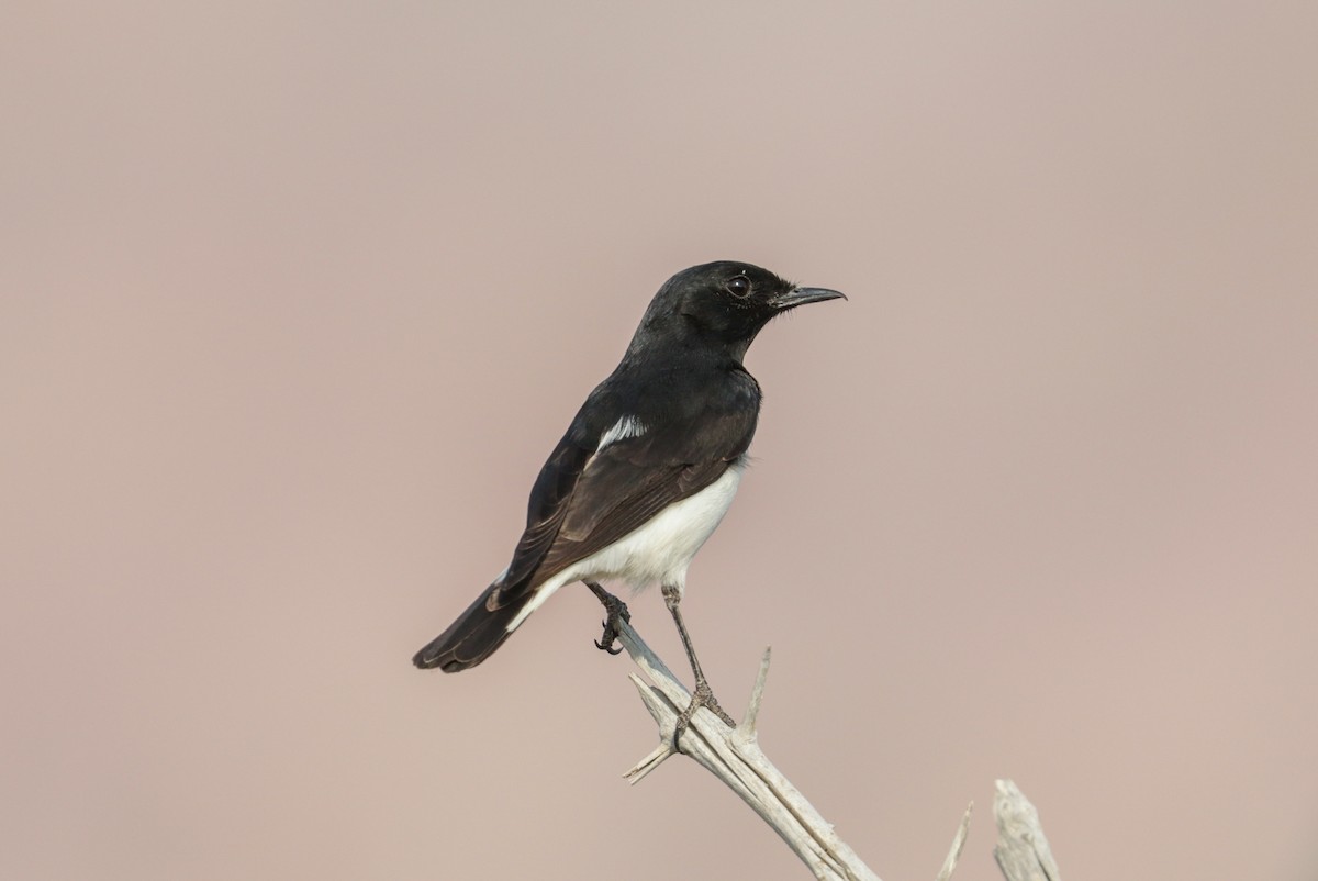 Hume's Wheatear - Tommy Pedersen