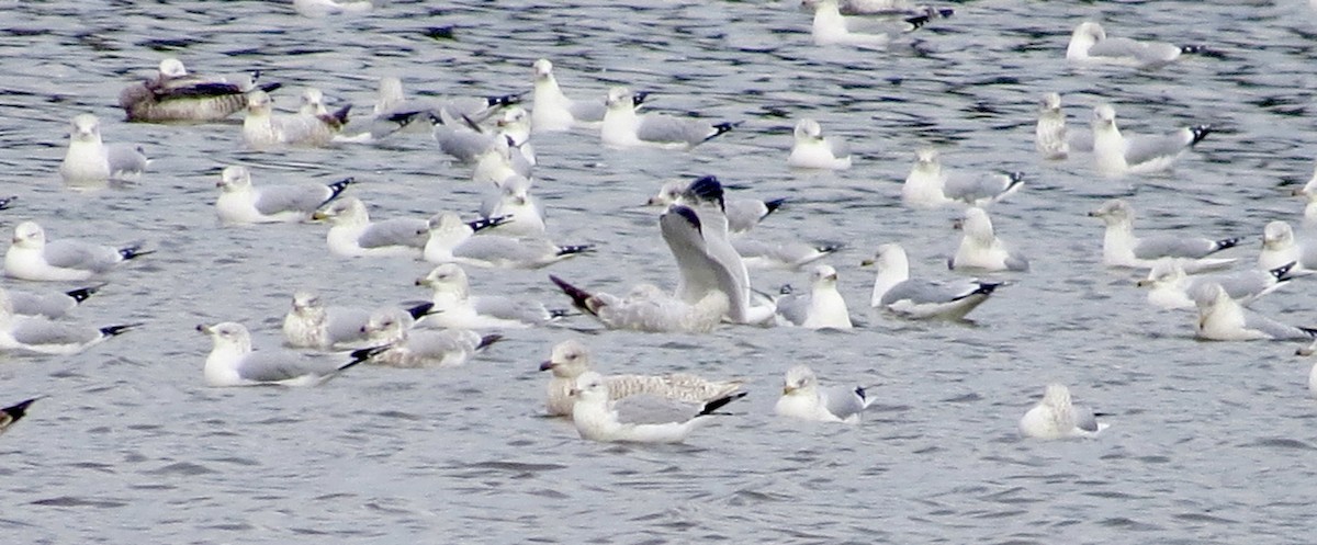 Iceland Gull - ML189222471