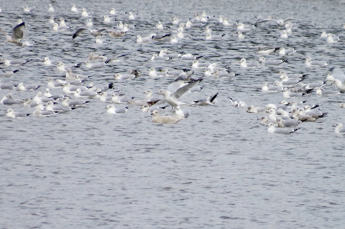 Iceland Gull - ML189222501