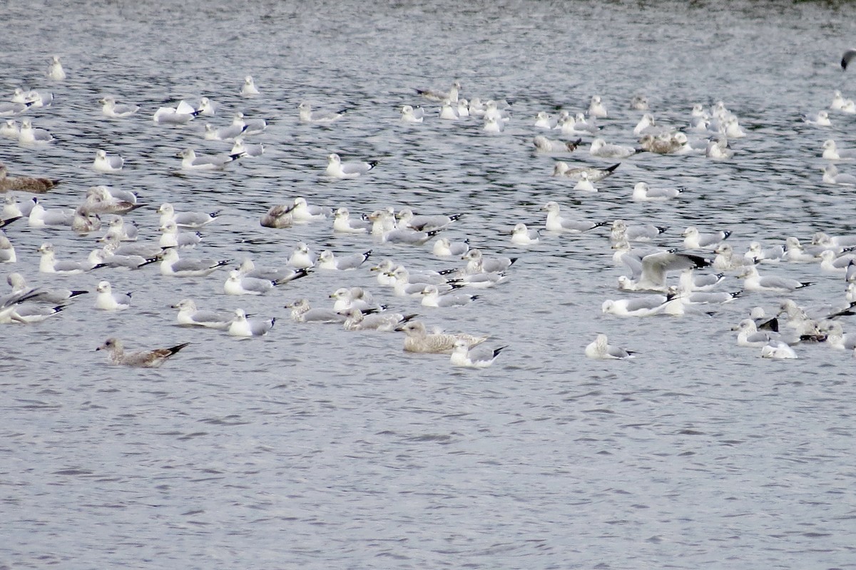 Iceland Gull - ML189222511
