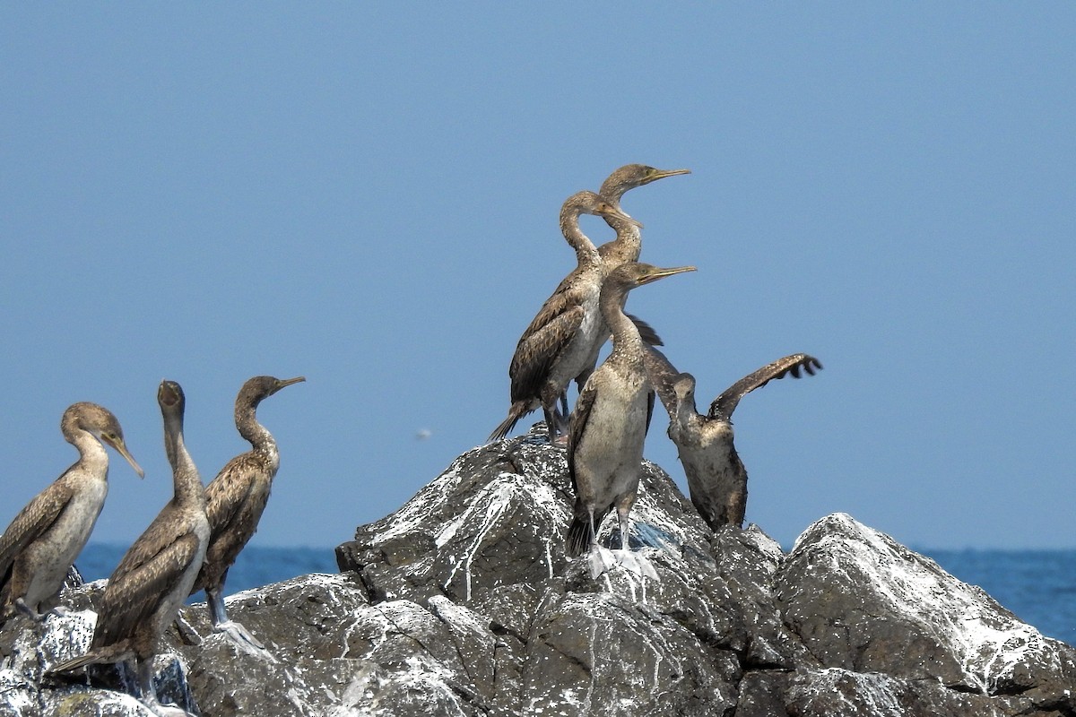 Socotra Cormorant - ML189223551