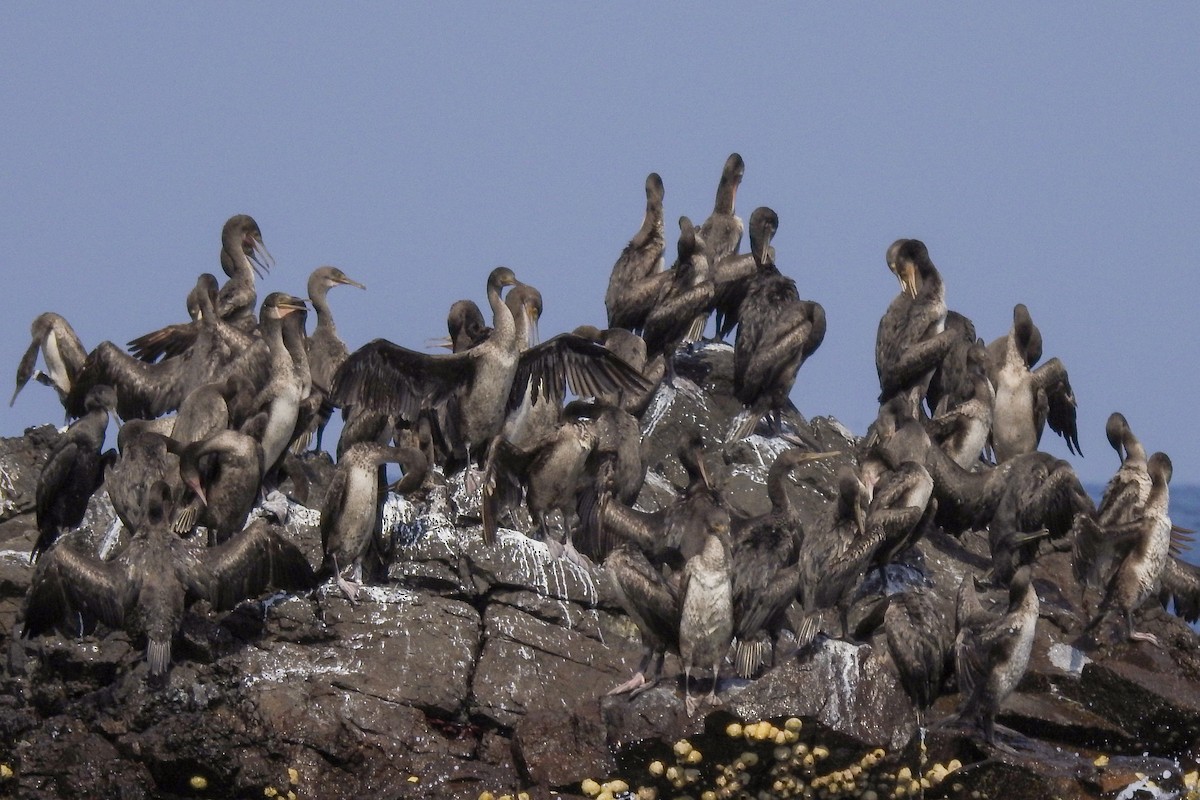 Socotra Cormorant - ML189223891