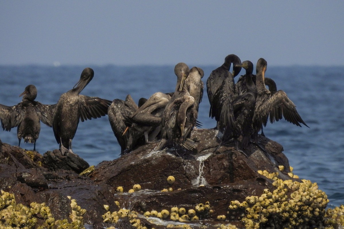 Cormoran de Socotra - ML189223941