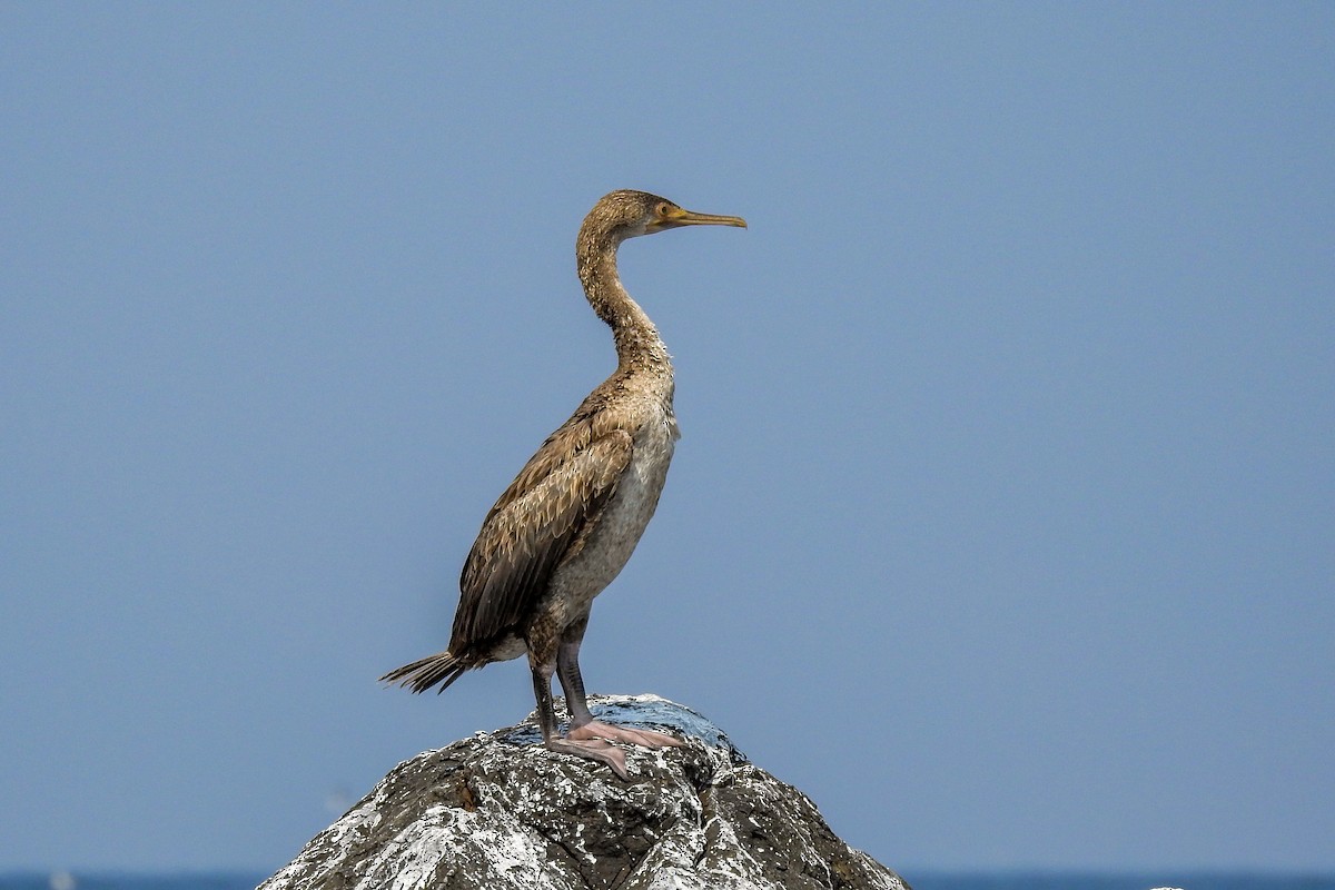 Cormoran de Socotra - ML189224001