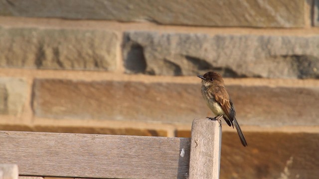 Eastern Phoebe - ML189226421