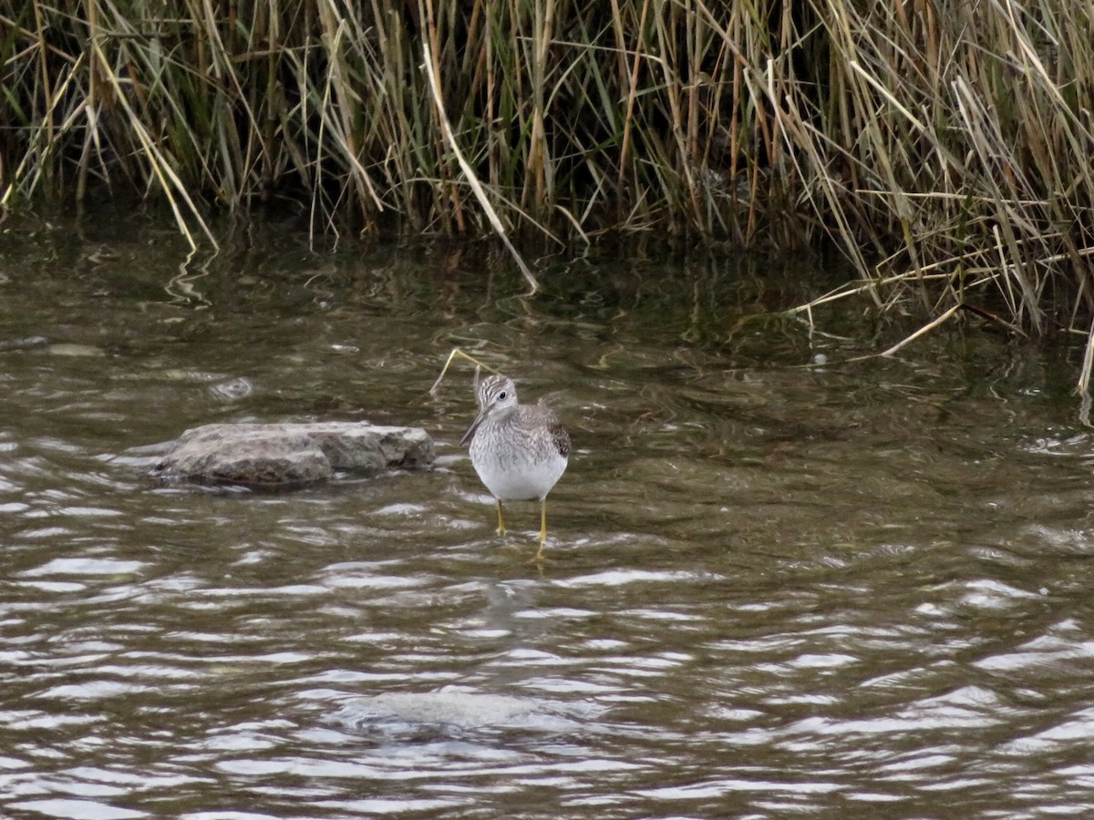 Greater Yellowlegs - Deb Caron