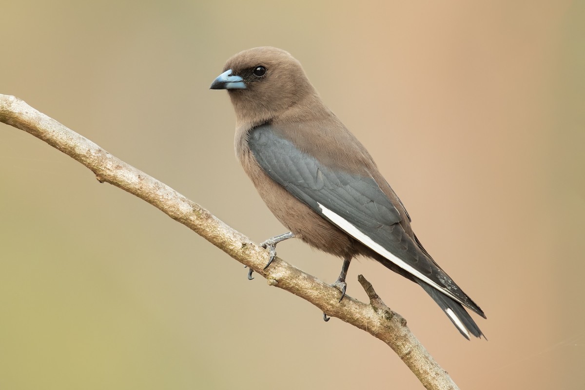 Dusky Woodswallow - ML189227431