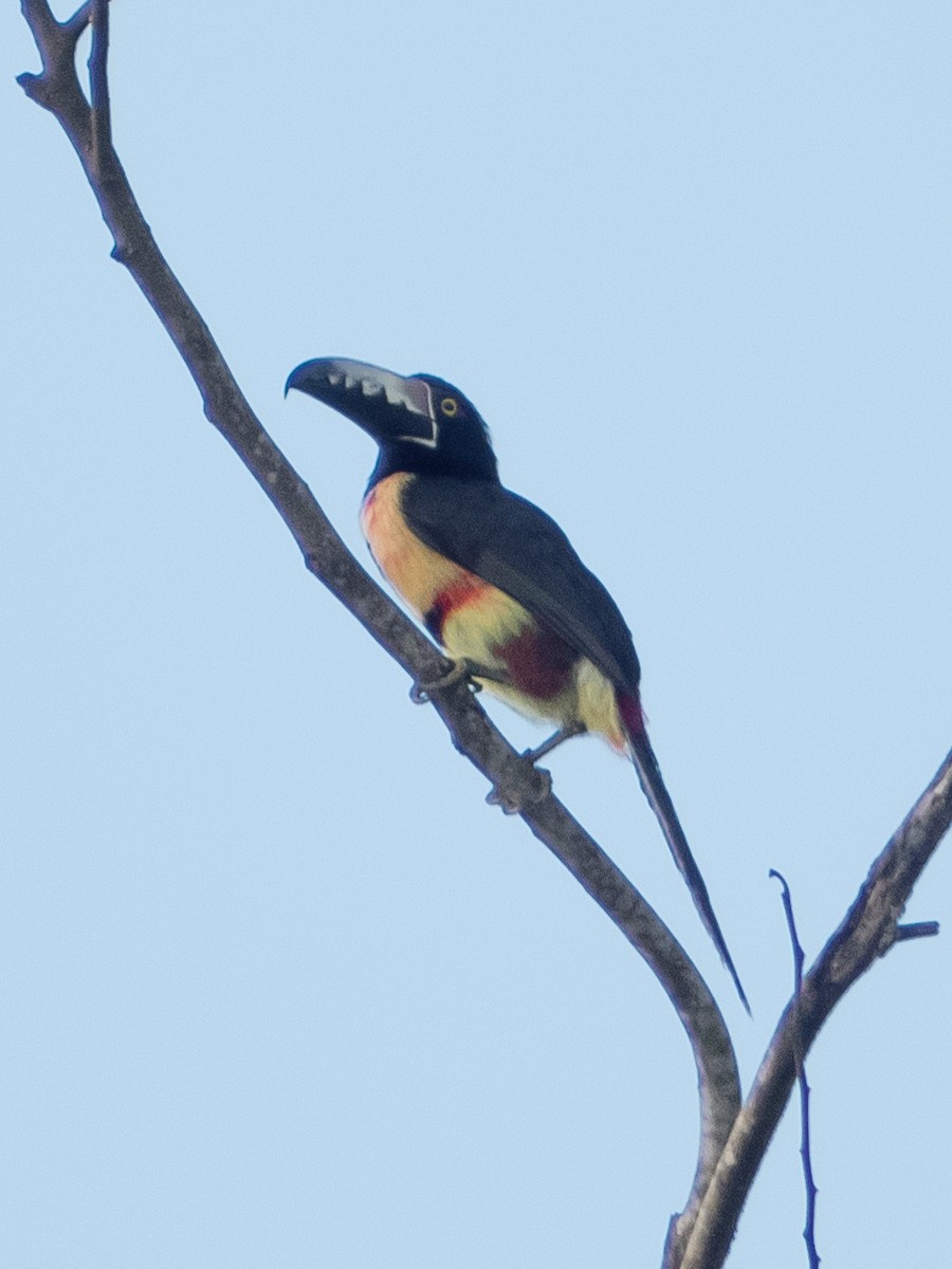 Collared Aracari - ML189227481