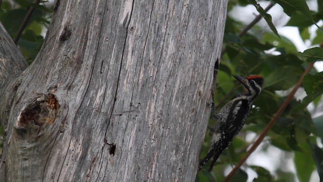 Yellow-bellied Sapsucker - ML189230151