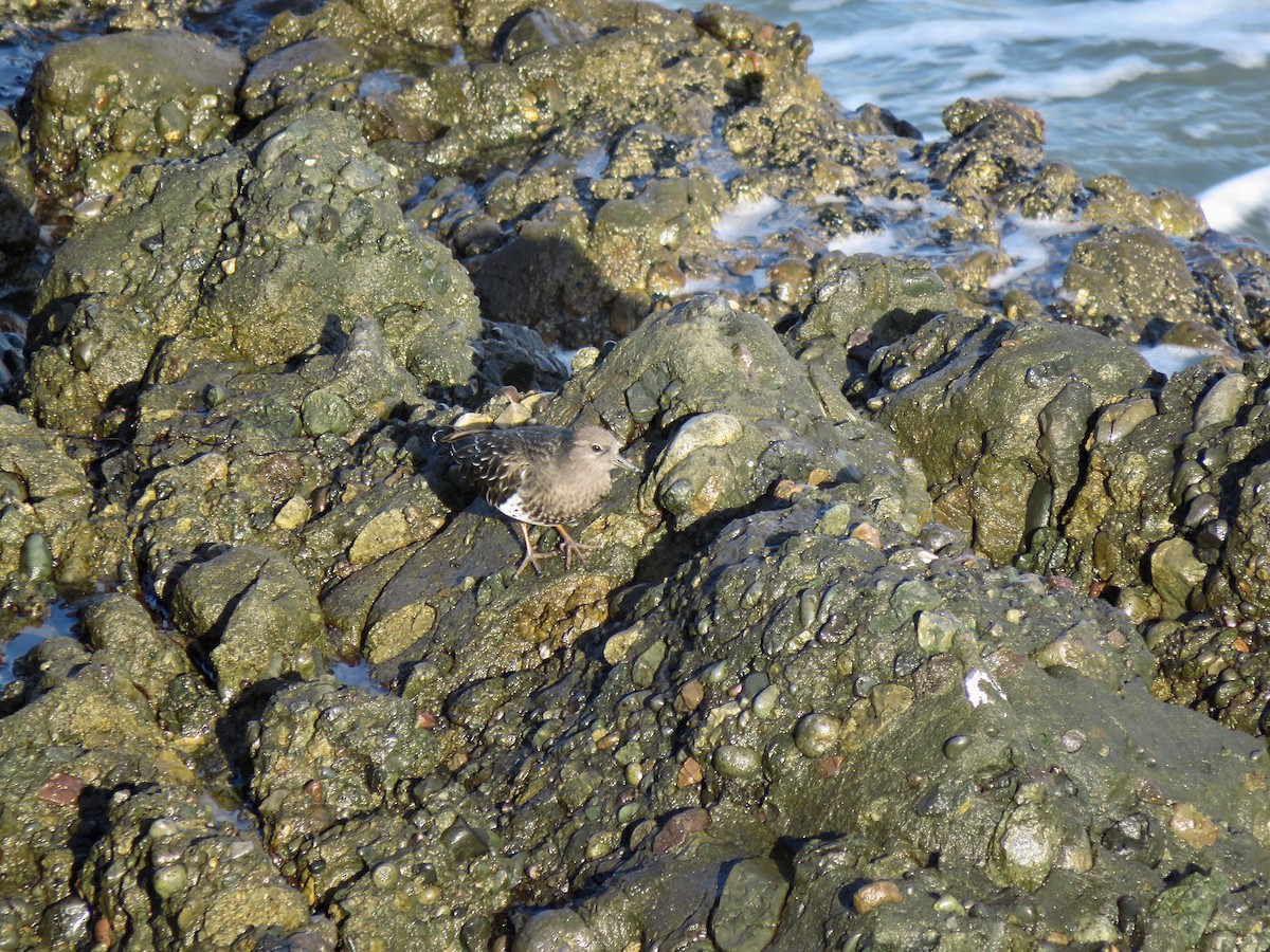 Black Turnstone - ML189231271