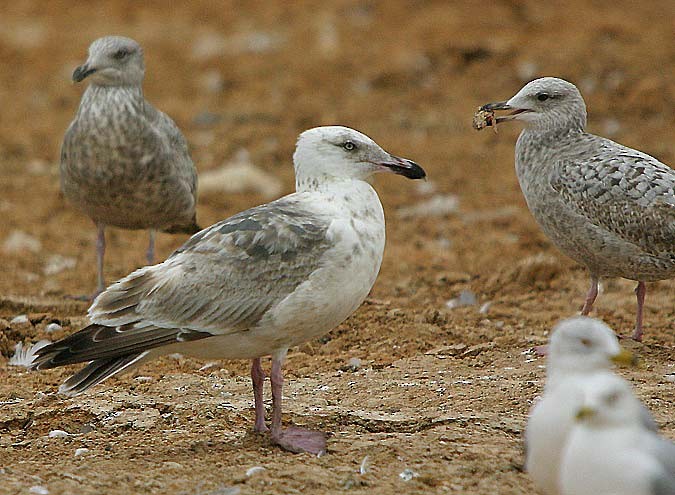 Gaviota de Kamchatka - ML189234911