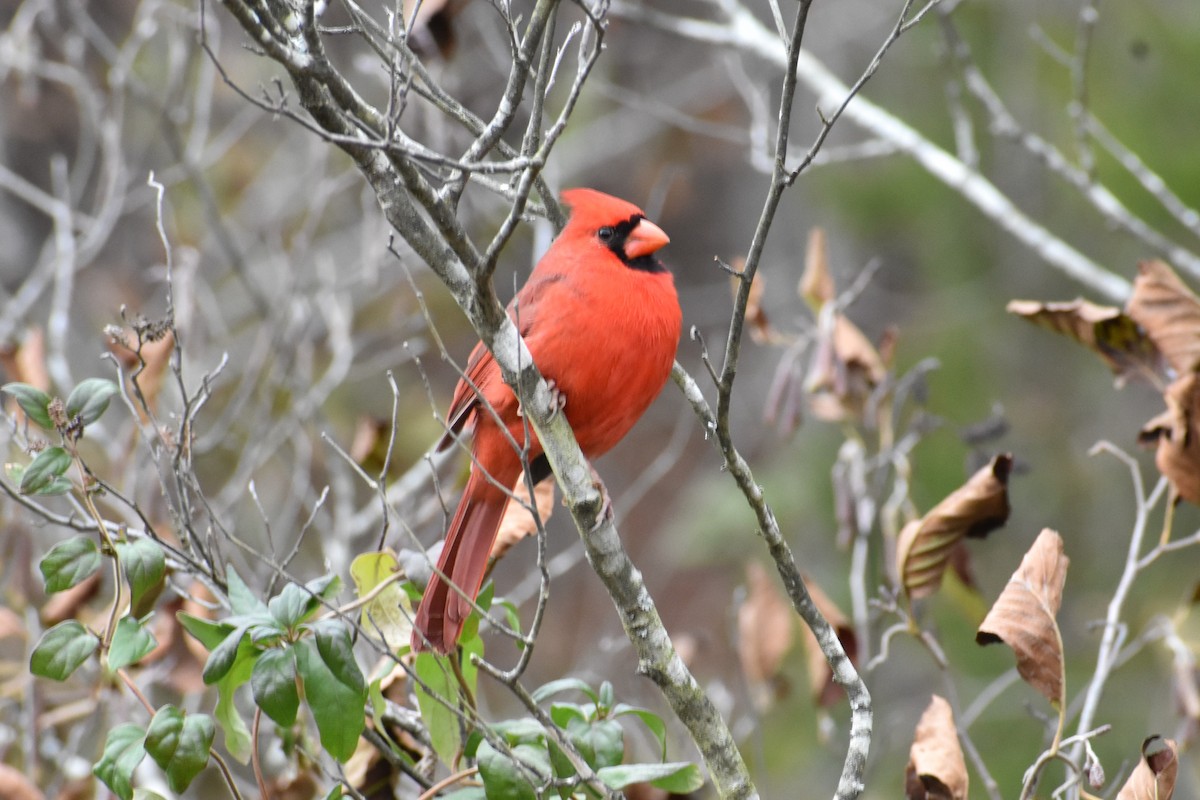 Northern Cardinal - ML189239001
