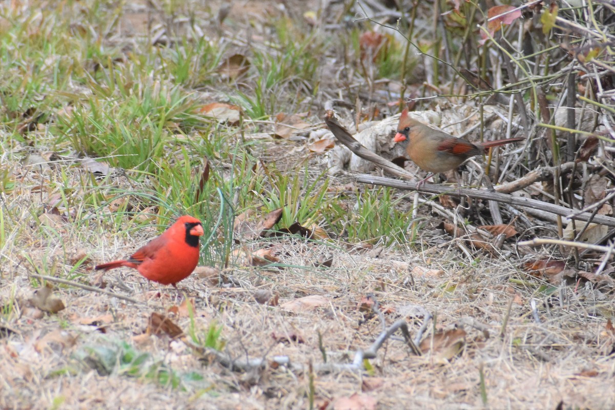 Northern Cardinal - ML189239021