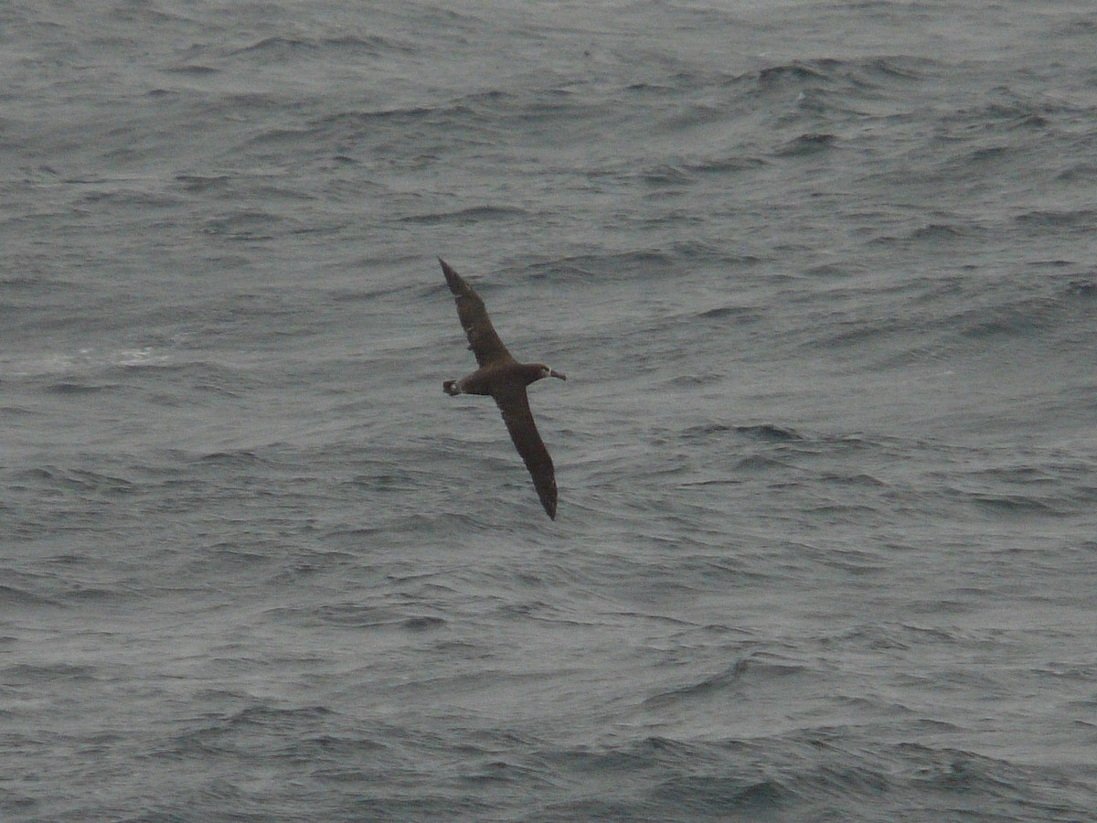 Black-footed Albatross - ML189242491