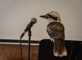 Laughing Kookaburra