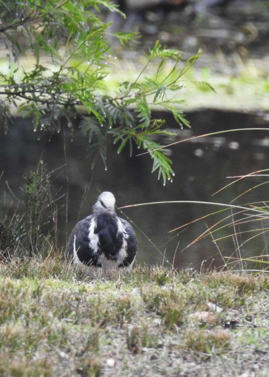 Wonga Pigeon - ML189242851