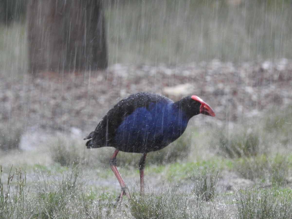 Australasian Swamphen - Mark W11 Kulstad