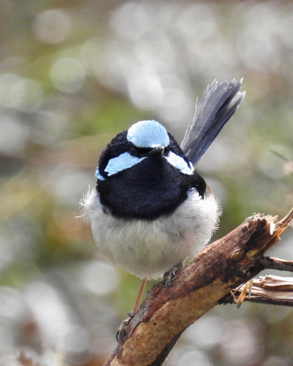 Superb Fairywren - ML189243151