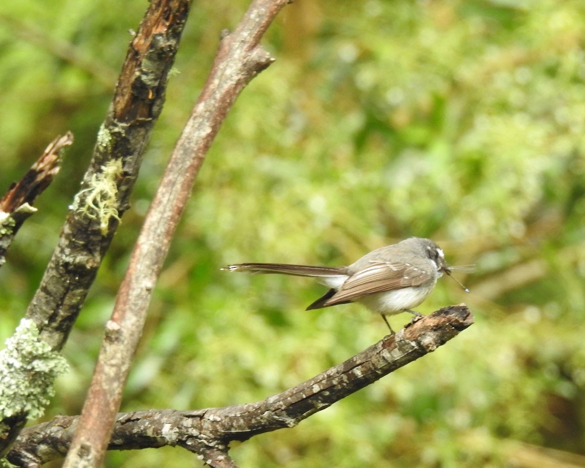 Gray Fantail - ML189243171