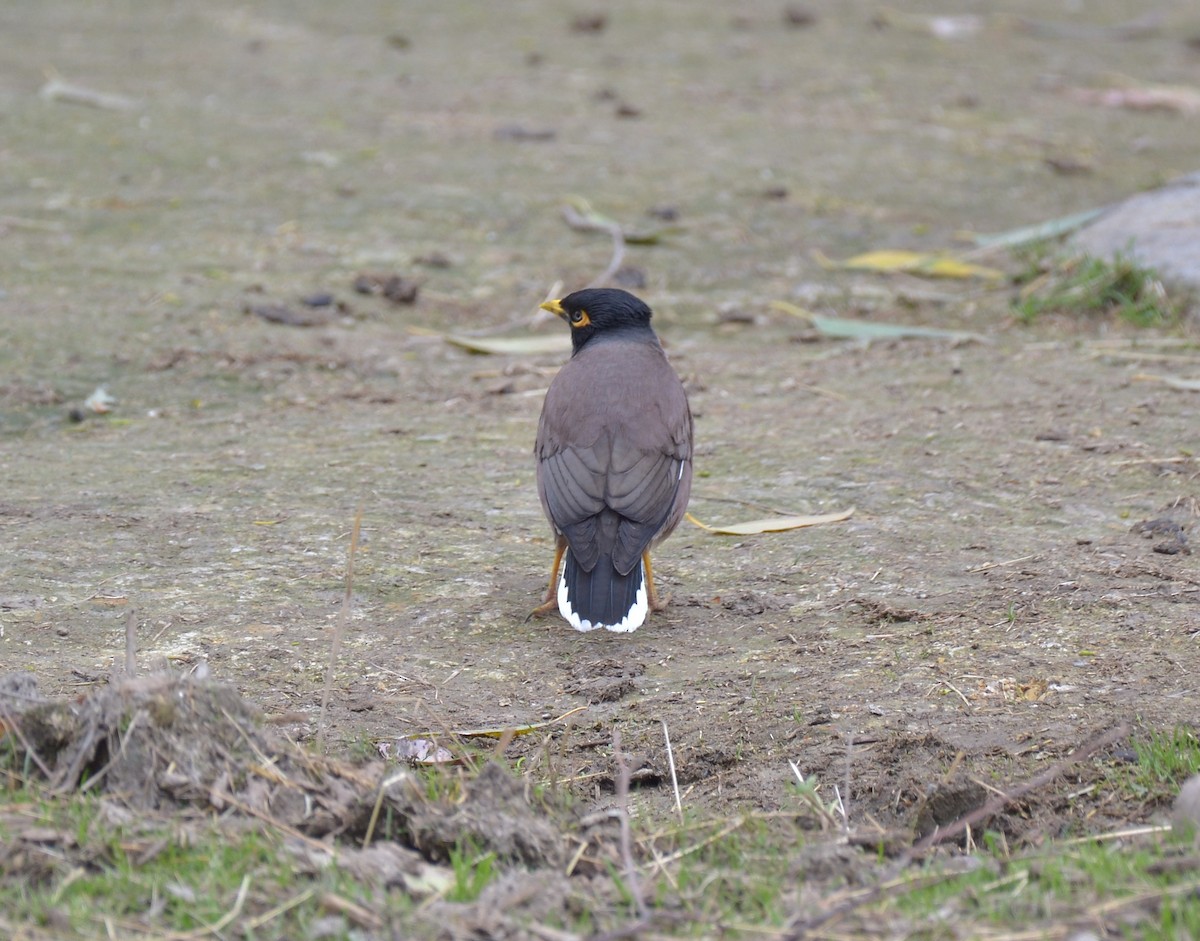 Common Myna - ML189243641