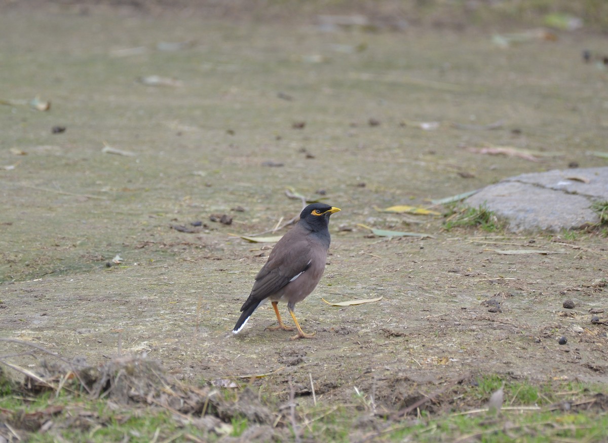 Common Myna - ML189243661