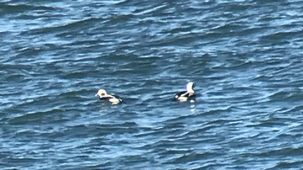 Long-tailed Duck - ML189243791