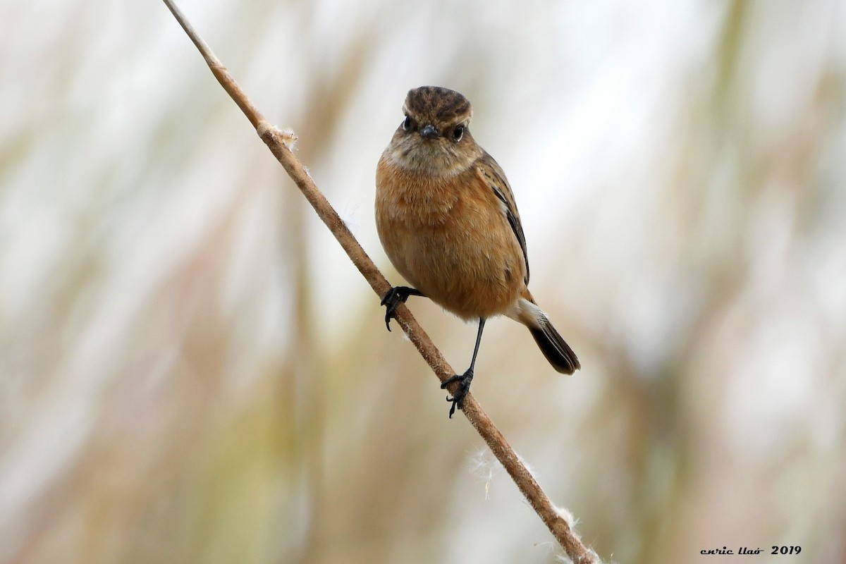 European Stonechat - ML189244001