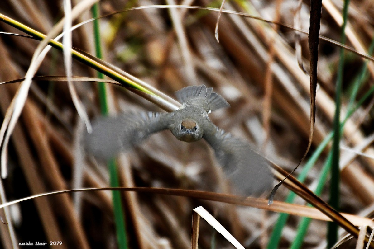 Eurasian Blackcap - ML189244131